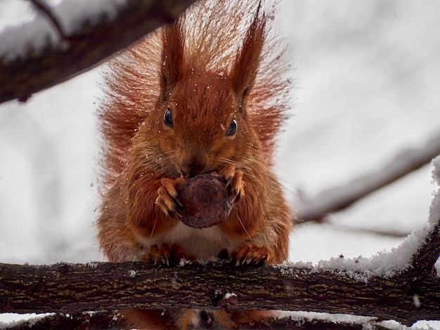 Curious european squirrel.