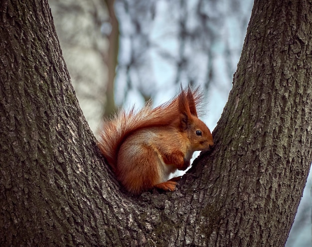 Curious european squirrel.