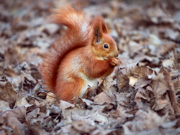 Curious european squirrel.