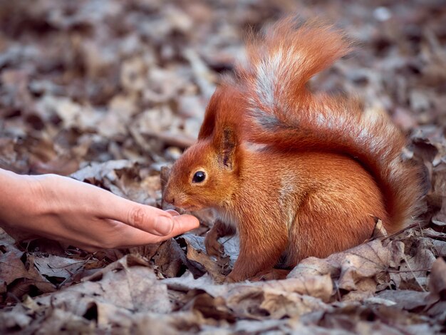 Curious european squirrel