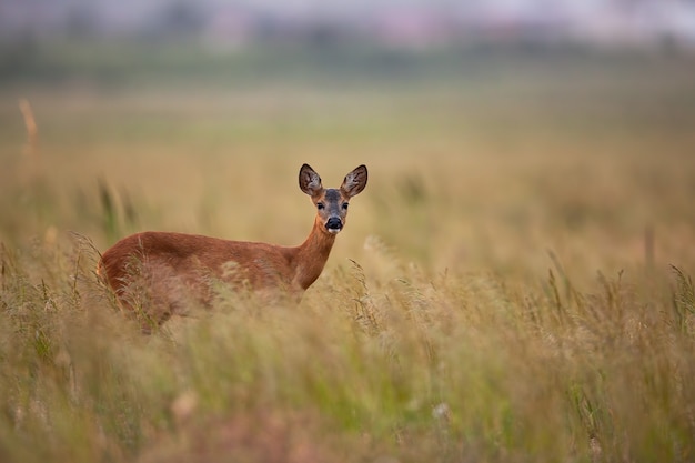 Curious female roe deer having eye contact on meadow in summer morning