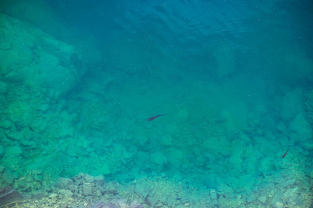 好奇心旺盛な魚が餌を求めて岸に泳ぎます。