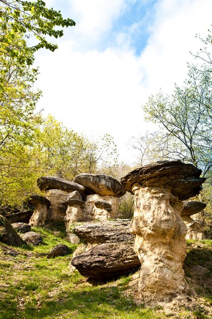 Curious forest in Italy, Piemonte region, close to Cuneo city. The name of the forest is "Ciciu" forest and it's the result of the last glaciation.