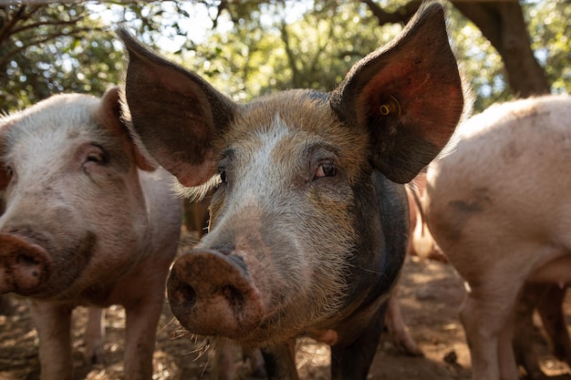 Curious freerange pigs