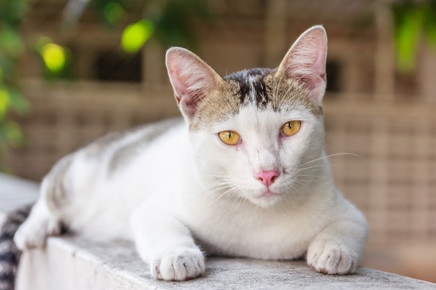 緑色の春の光の背景に、奇妙で面白い猫は、子猫を見て閉じる