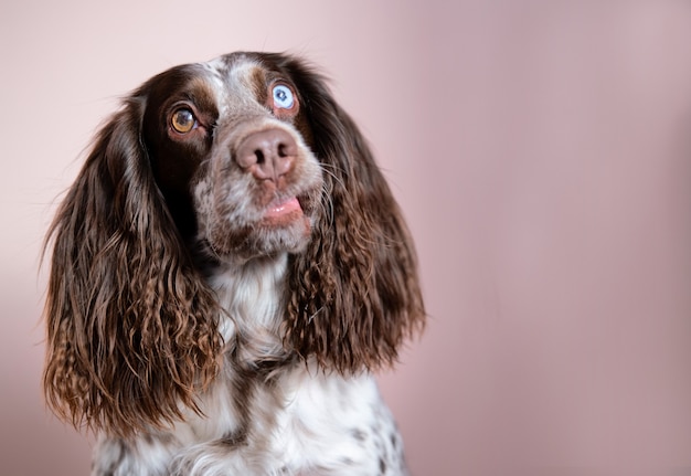 Curious funny chocolate young Russian spaniel with different colours eyes.