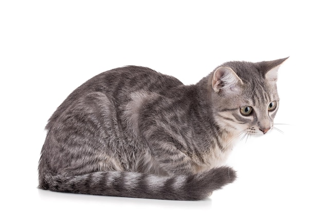 Curious grey kitten watching