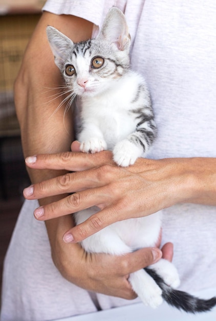 Foto gattino curioso gattino a casa piccolo animale domestico