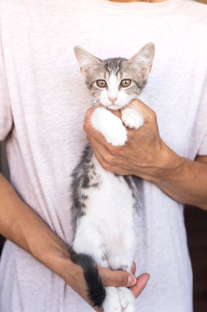 Foto gattino curioso gattino a casa piccolo animale domestico