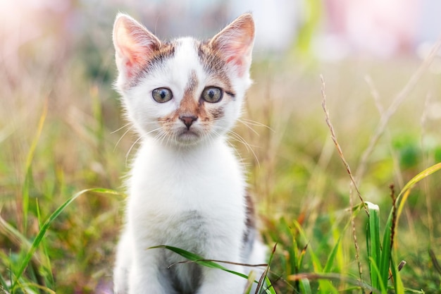 호기심 많은 작은 새끼 고양이가 키 큰 풀 사이 정원에 앉아 있습니다.