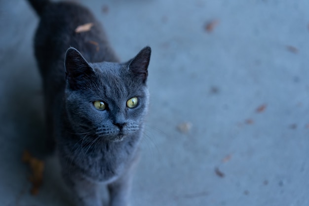 Curious look of a cat on the street