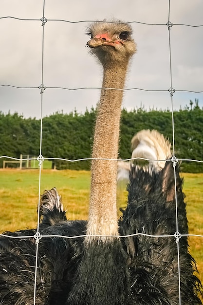 Curious Ostrich behind a fence on a farm