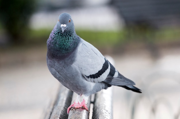 Curious pigeon on the bench