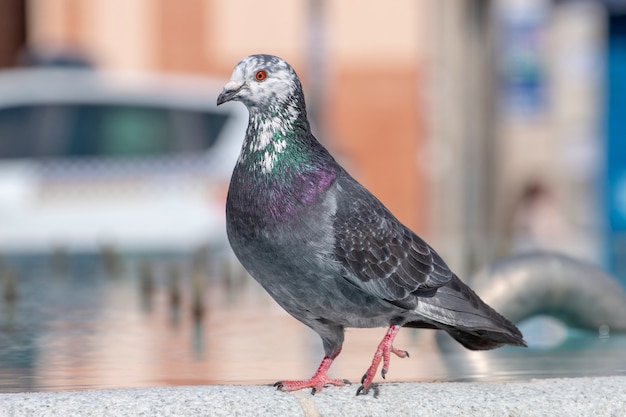 Curious pigeon on a fountain