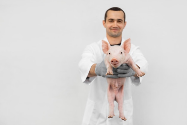 Любопытные свиньи на свиноводческой ферме в свиноводческом бизнесе в опрятном и чистом крытом животноводческом хозяйстве, где мать-свинья кормит поросенка