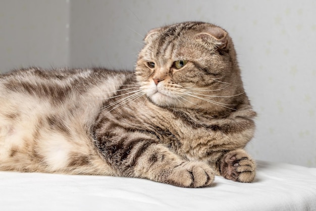 Curious pregnant Scottish Fold cat lies on the table and looks with interest to the side