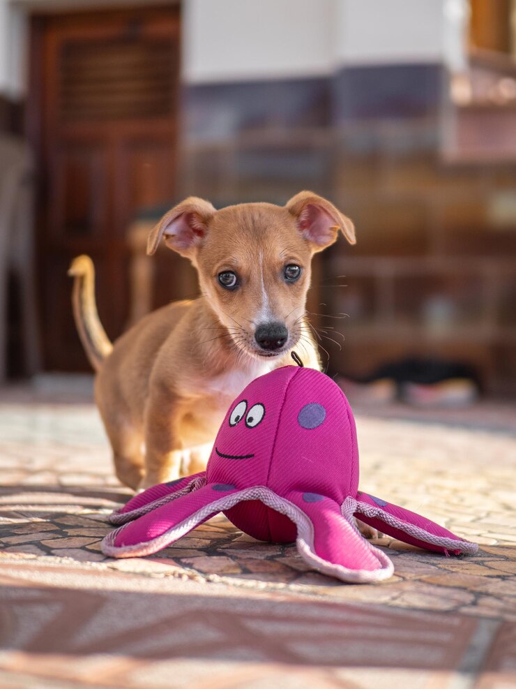 Curious Puppy Adventure