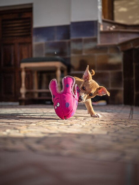 Foto avventura curiosa del cucciolo