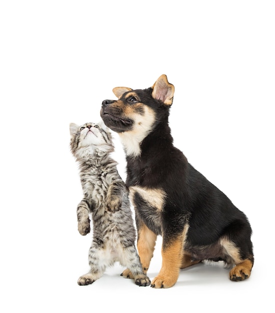 Curious Puppy and Kitten Together Looking Up