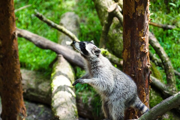 北アメリカのアライグマとしても知られる好奇心旺盛なアライグマ Procyon lotor