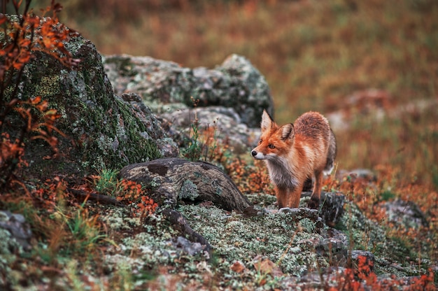 Foto curiosa volpe rossa nel suo habitat naturale.