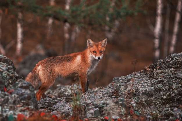 Любознательная красная лиса в своей естественной среде обитания.