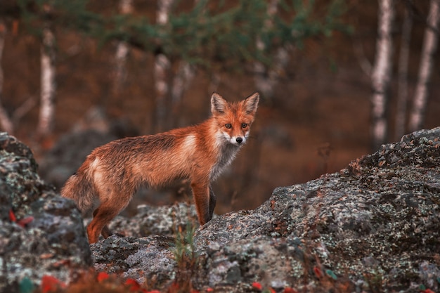 Foto curiosa volpe rossa nel suo habitat naturale.