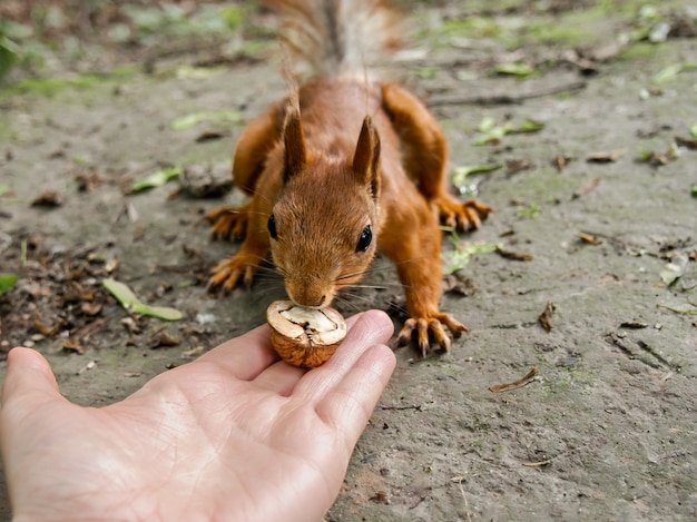 写真 好奇心が強いリスのクローズアップ。