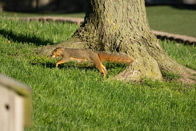 Curious squirrel hunts for snacks on a sunny day