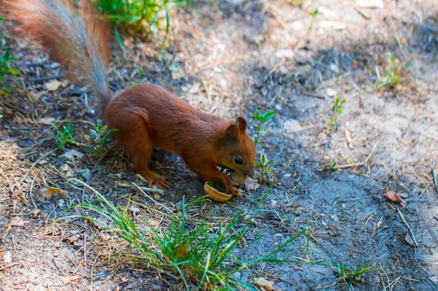 Photo the curious squirrel. red squirrel. squirrel. forest.