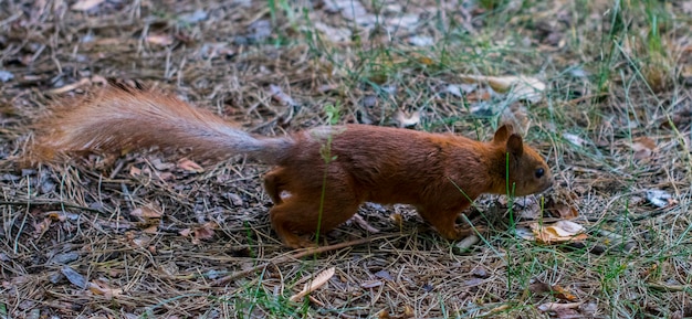 The Curious squirrel. Red Squirrel. Squirrel. Forest.