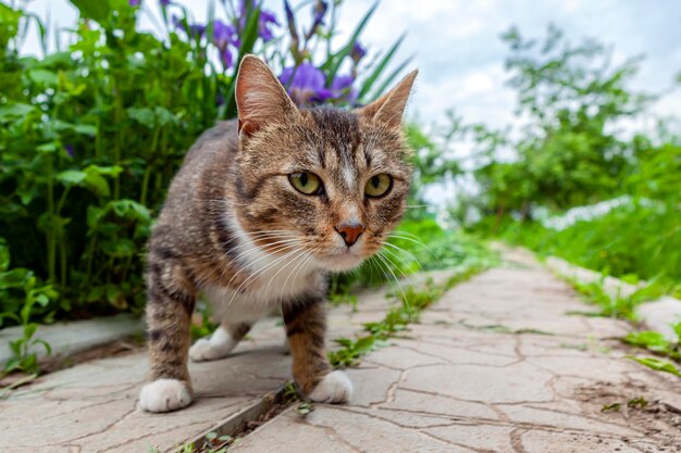 A curious striped village cat looks into the camera lens Closeup