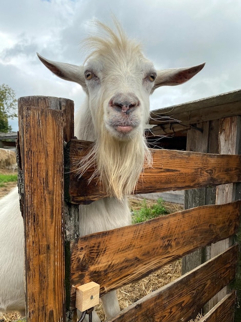 Curious tough goat with beard looking up from the fence Goat rearing