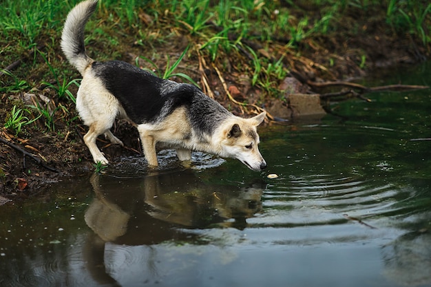 Curious watchful adult mixed breed dog standing in pond and catches a treat in water