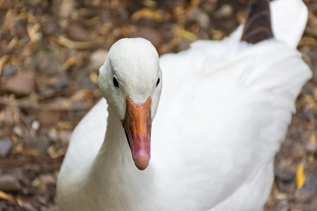 A curious white duck with an orange beak walks