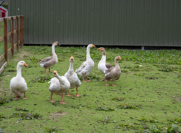 写真 興味深い白い<unk>は 農場でを与えられる可能性に魅了されています