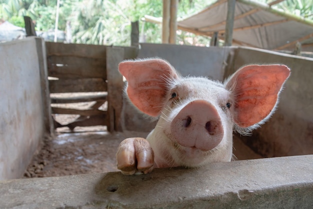 Curious white pig looking at the camera