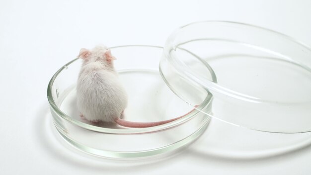 Curious white rat in a lab