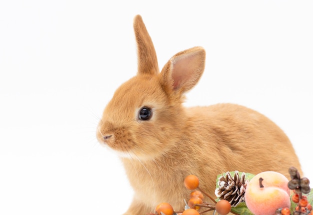 Curious young red rabbit isolated on white background copy space