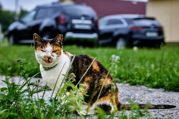 Curl van de lippen van een glimlachende vrouwelijke calico kat terwijl ze zit op een betonnen ingangspad voor auto's geparkeerd op het gras