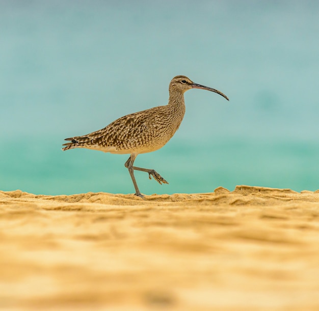 Curlew bird on the beach