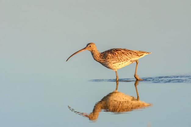 カーレウ・ヌーメニウス・アーケータ (Curlew numenius arquata) はスペインのマヨルカ諸島の湖に生息する鳥