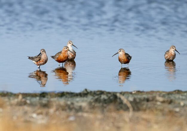 Photo curlew sandpiper (calidris ferruginea) groupgraphed with reflection in blue water