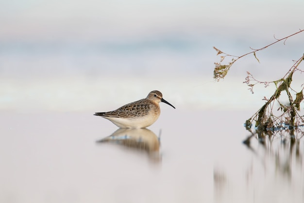 Curlew sandpiper는 부드러운 아침 햇살 아래 하구의 잔잔한 물에 서 있습니다.