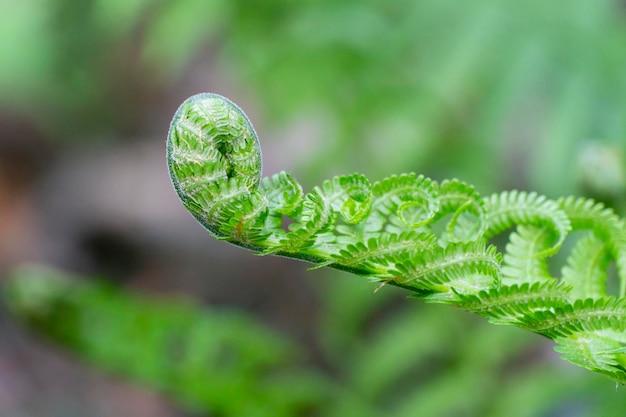 The curling fern sprout