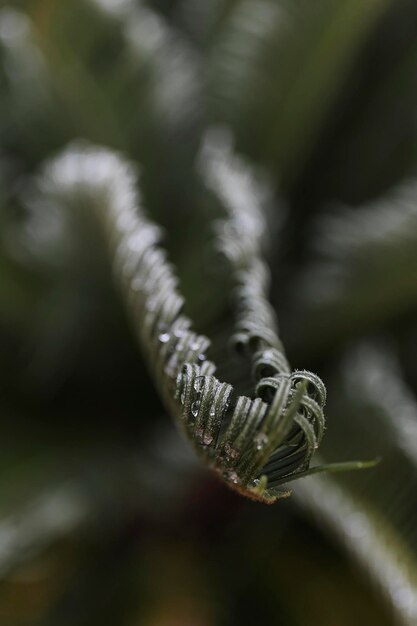 Curlu fern france