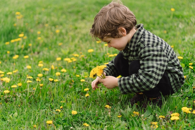 곱슬 소년은 민들레 꽃을 수집하고 냄새를 맡습니다.