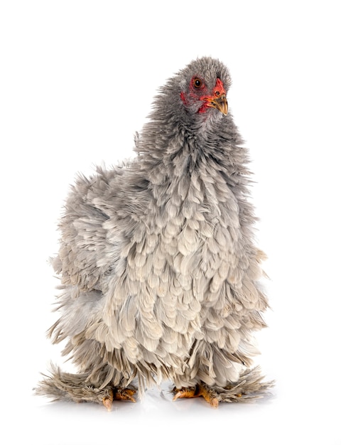 Curly brahma in front of white background