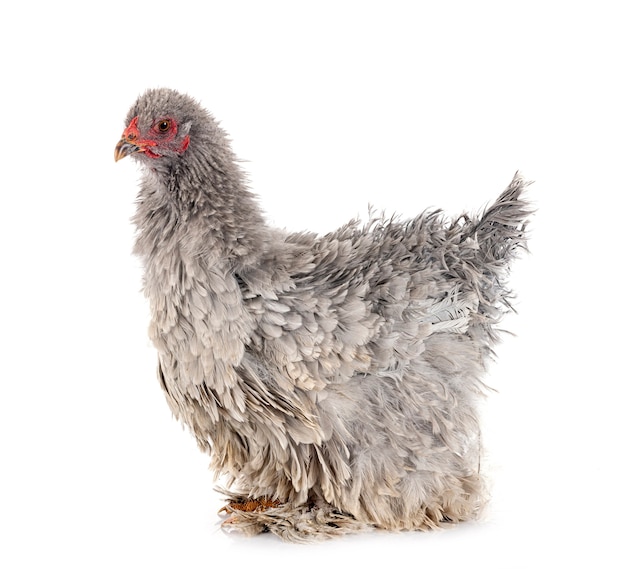 Curly brahma in front of white background