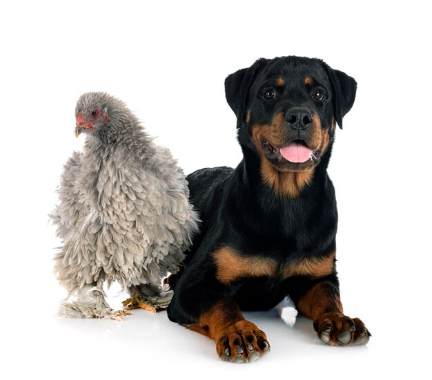 Curly brahma and rottweiler in front of white background